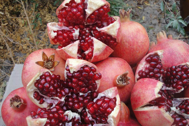 جشنواره شیرین انار