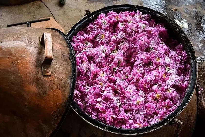 «گلاب‌گیری گیلده شفت» ثبت ملی شد
