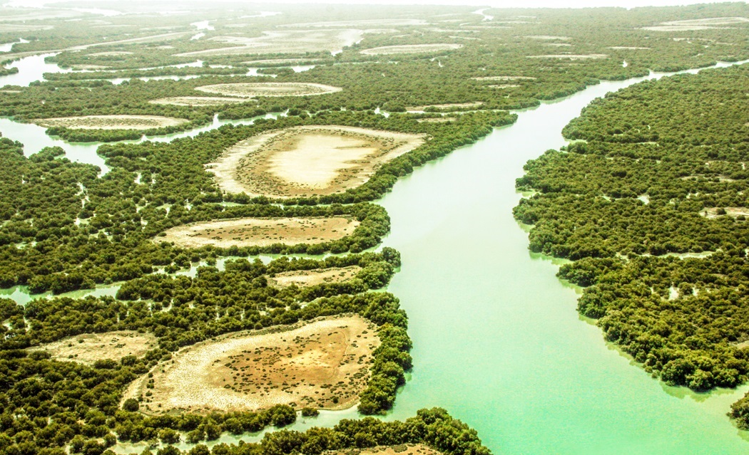 برای تماشای جنگل‌های حرّا به روستای «سهیلی» سفر کنید